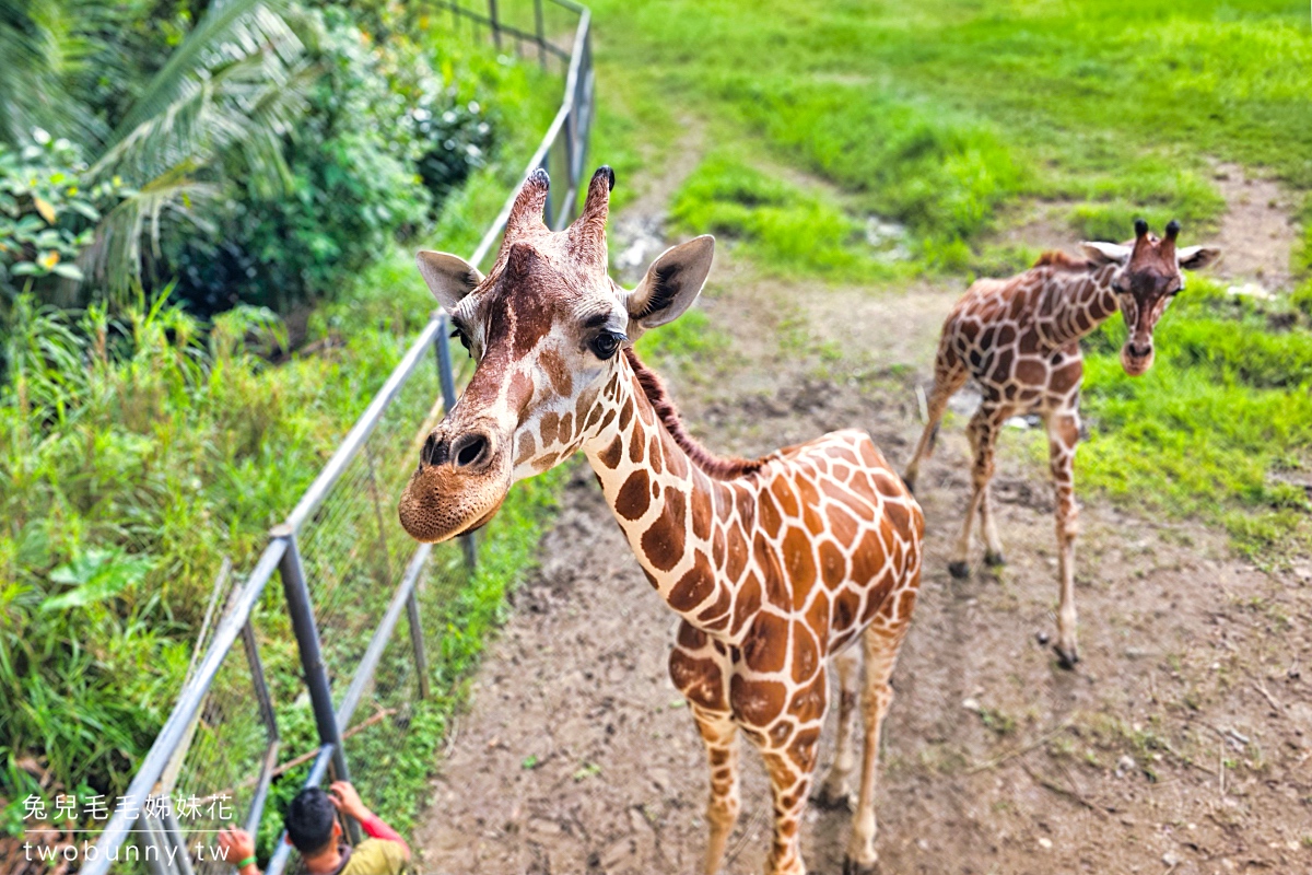 宿霧景點【宿霧野生動物園】Cebu Safari and Adventure Park～菲律賓最大最好玩動物園 @兔兒毛毛姊妹花