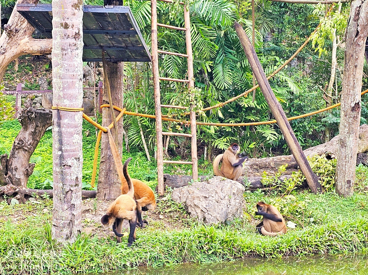 宿霧景點【宿霧野生動物園】Cebu Safari and Adventure Park～菲律賓最大最好玩動物園 @兔兒毛毛姊妹花