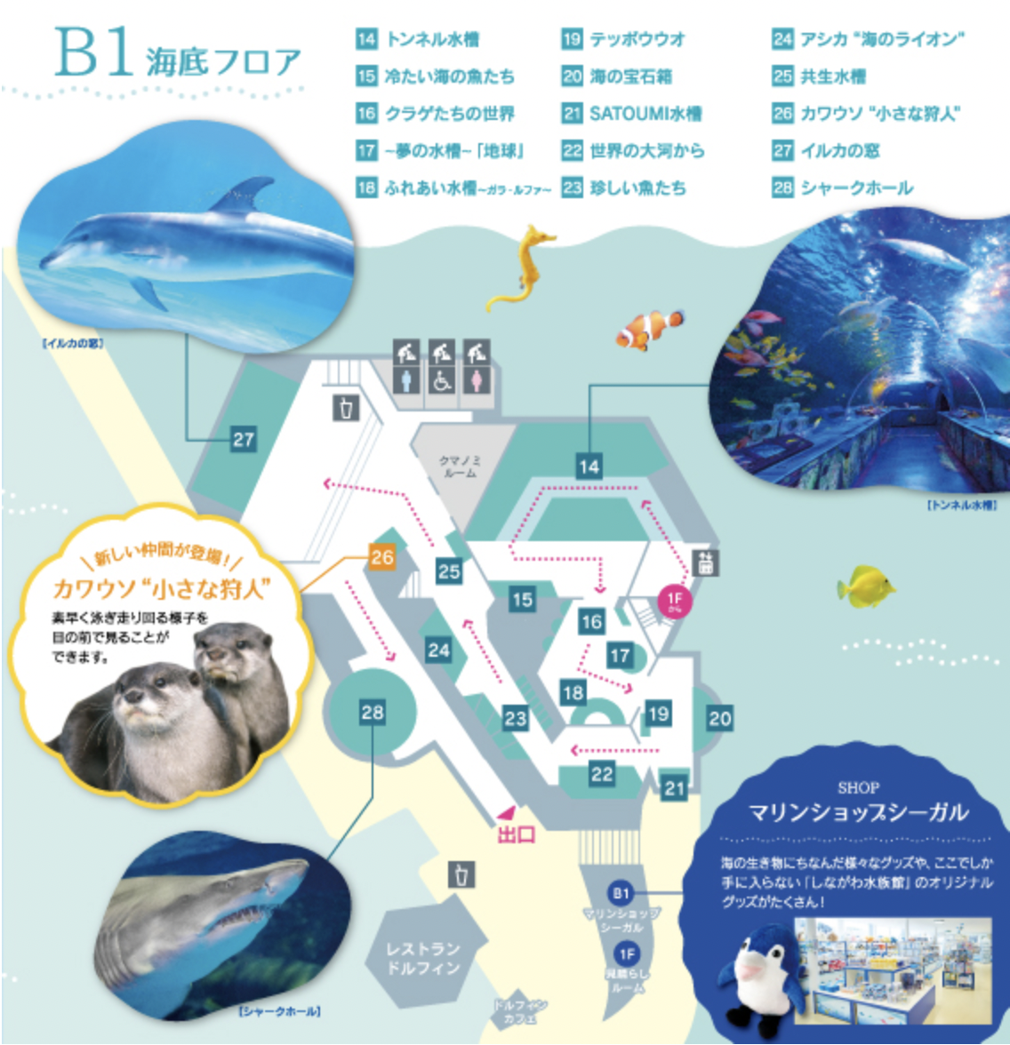 品川水族館しながわ水族館｜海豚秀、海獅秀，海底隧道有海龜從頭頂游過｜東京景點 @兔兒毛毛姊妹花