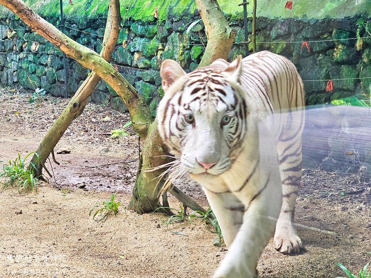 宿霧景點【宿霧野生動物園】Cebu Safari and Adventure Park～菲律賓最大最好玩動物園 @兔兒毛毛姊妹花