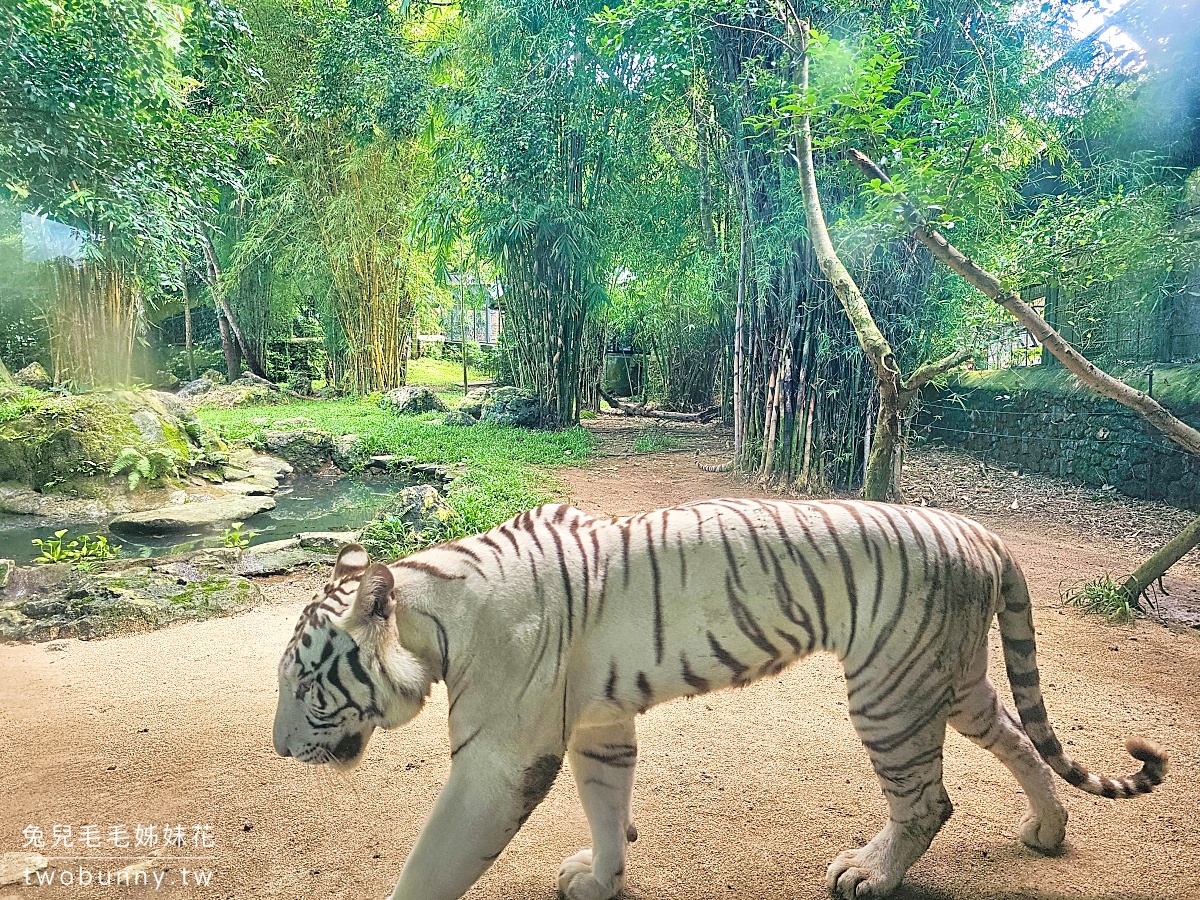 宿霧景點【宿霧野生動物園】Cebu Safari and Adventure Park～菲律賓最大最好玩動物園 @兔兒毛毛姊妹花