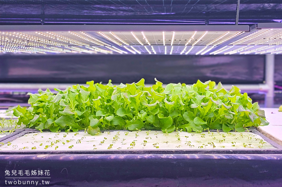 苗栗三義景點【雅聞香草植物工廠】浪漫風車玫瑰園免費逛，庭園餐廳享用健康均衡早午餐 @兔兒毛毛姊妹花