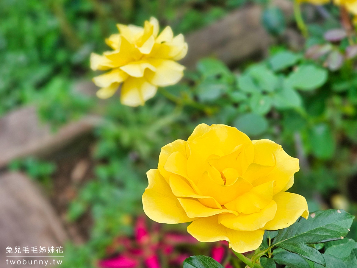 苗栗三義景點【雅聞香草植物工廠】浪漫風車玫瑰園免費逛，庭園餐廳享用健康均衡早午餐 @兔兒毛毛姊妹花