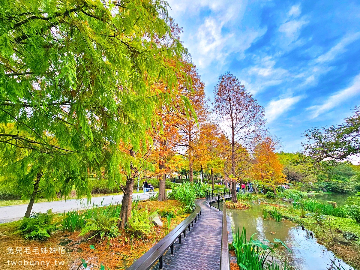 【大安森林公園落羽松】水岸落羽松木棧道太夢幻，搭捷運就能到的台北免費落羽松秘境 @兔兒毛毛姊妹花