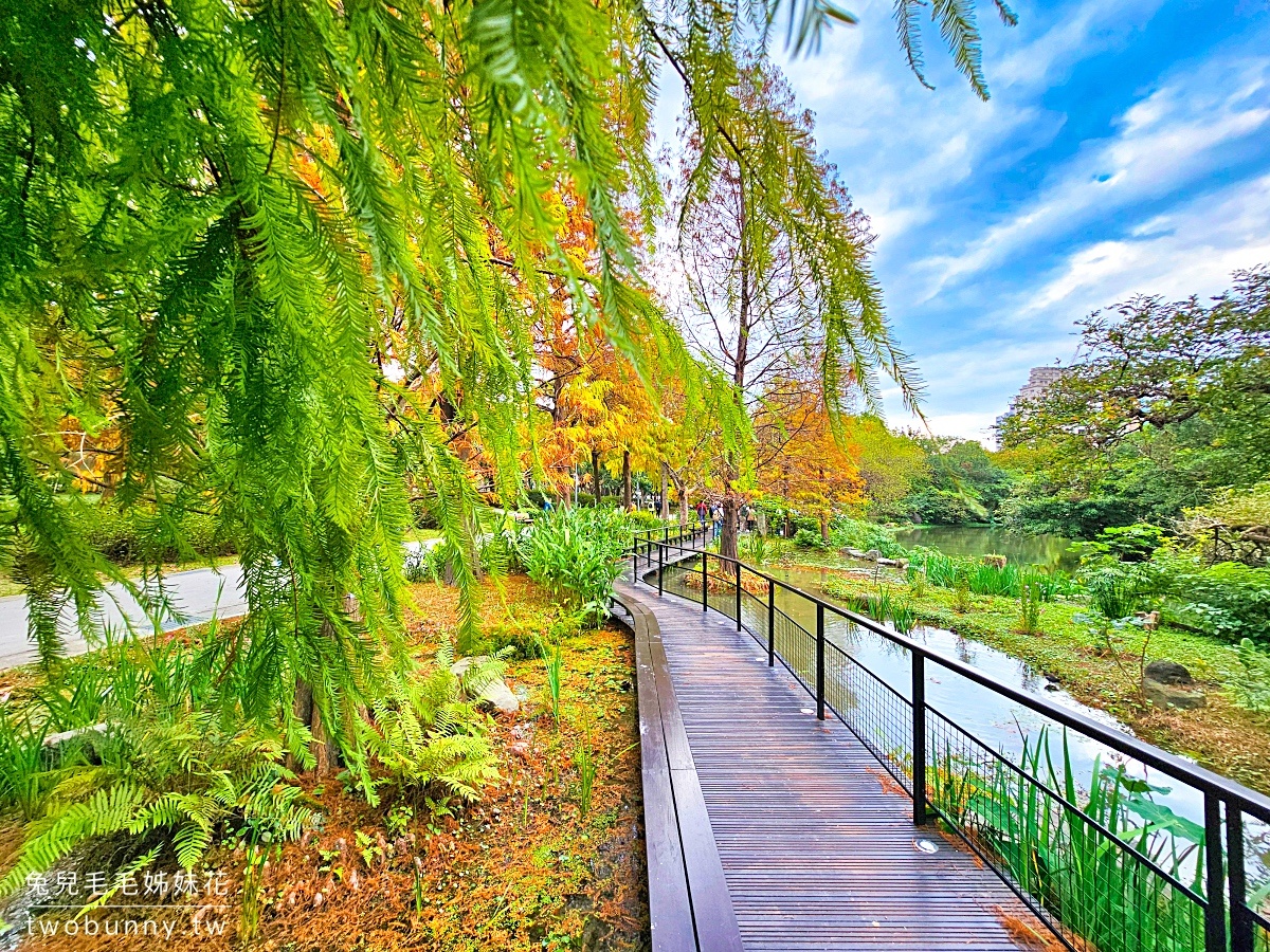 【大安森林公園落羽松】水岸落羽松木棧道太夢幻，搭捷運就能到的台北免費落羽松秘境 @兔兒毛毛姊妹花