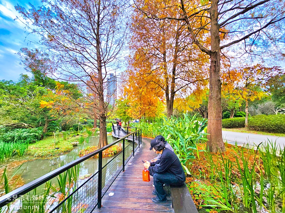 【大安森林公園落羽松】水岸落羽松木棧道太夢幻，搭捷運就能到的台北免費落羽松秘境 @兔兒毛毛姊妹花