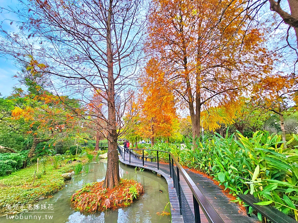 【大安森林公園落羽松】水岸落羽松木棧道太夢幻，搭捷運就能到的台北免費落羽松秘境 @兔兒毛毛姊妹花