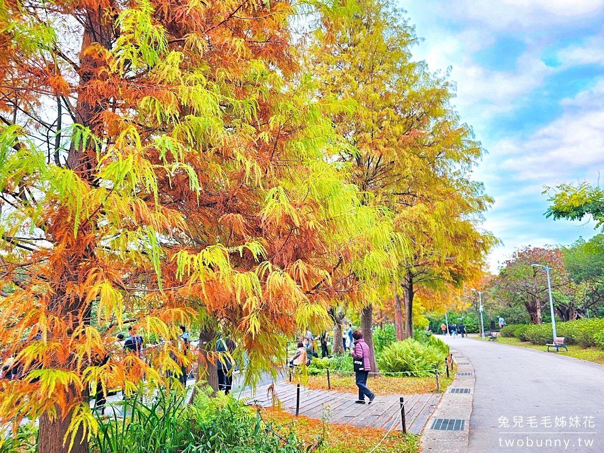 【大安森林公園落羽松】水岸落羽松木棧道太夢幻，搭捷運就能到的台北免費落羽松秘境 @兔兒毛毛姊妹花