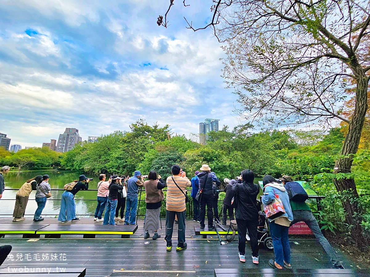 【大安森林公園落羽松】水岸落羽松木棧道太夢幻，搭捷運就能到的台北免費落羽松秘境 @兔兒毛毛姊妹花