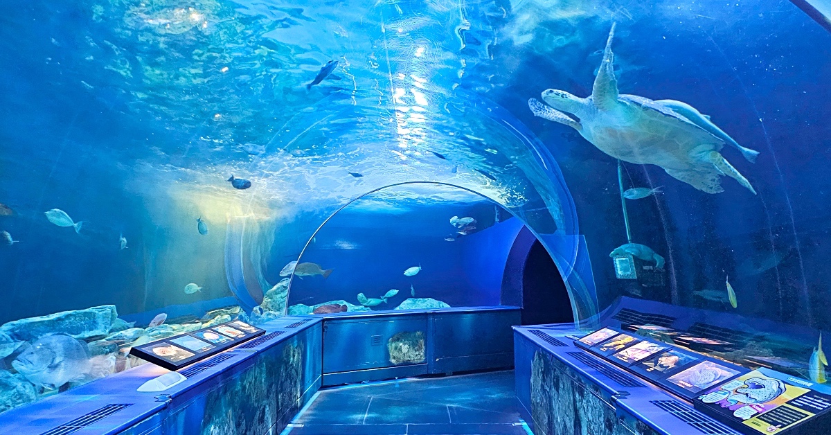 東京【品川水族館】海底隧道、海豚秀、海龜同遊超夢幻～親子必訪室內景點 @兔兒毛毛姊妹花