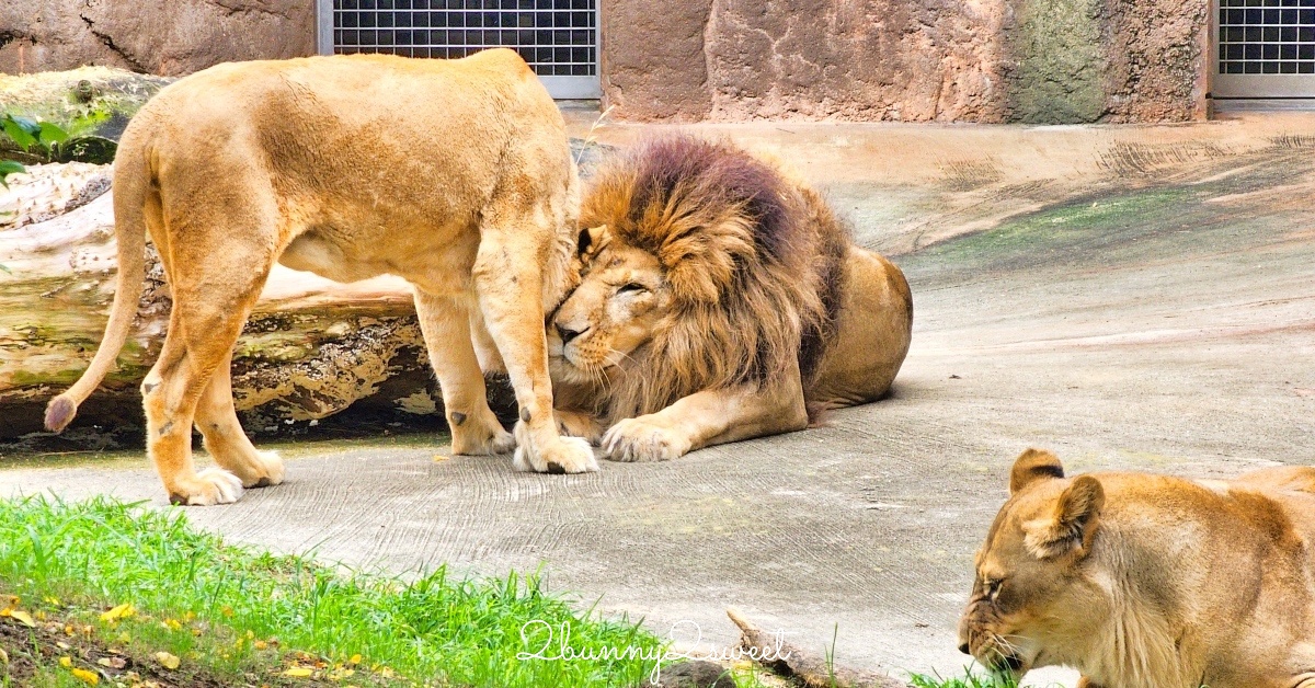 大阪景點「天王寺動物園」百年歷史大阪動物園，必看奇異鳥 北極熊｜大阪周遊卡免費景點 @兔兒毛毛姊妹花