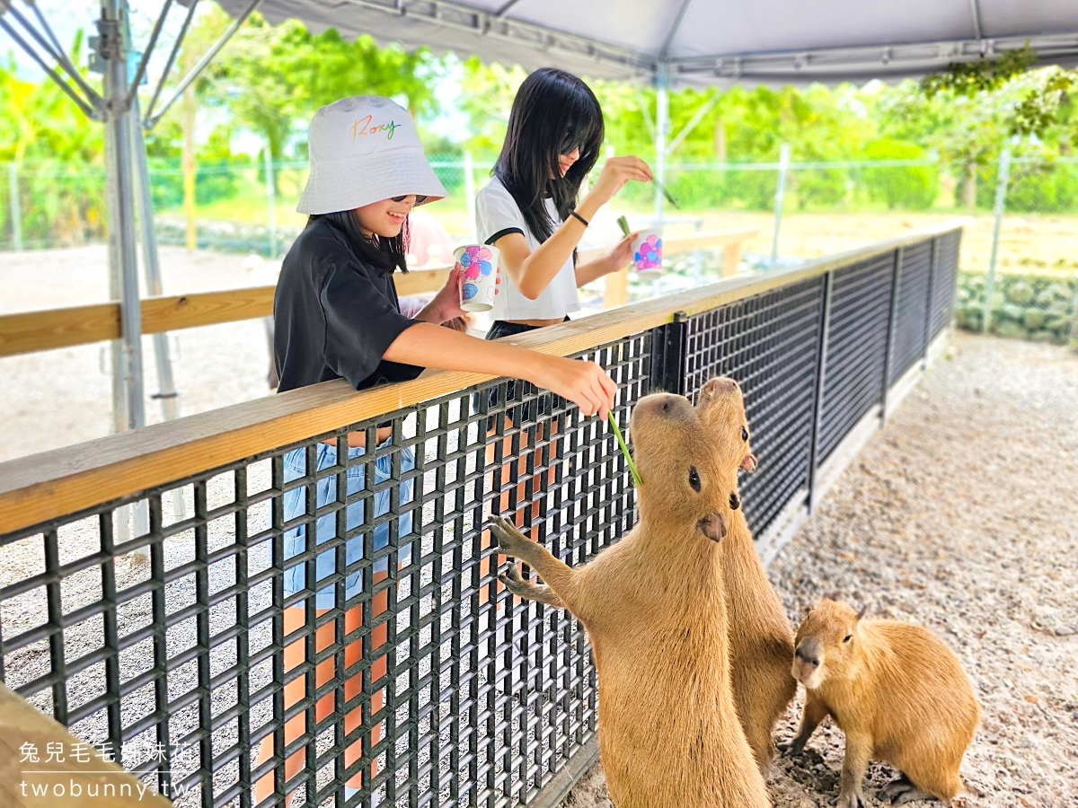 稻庄休閒農場｜宜蘭三星親子農場咖啡廳～餵動物、手搖船、開拖拉機，網美帳篷下午茶 @兔兒毛毛姊妹花