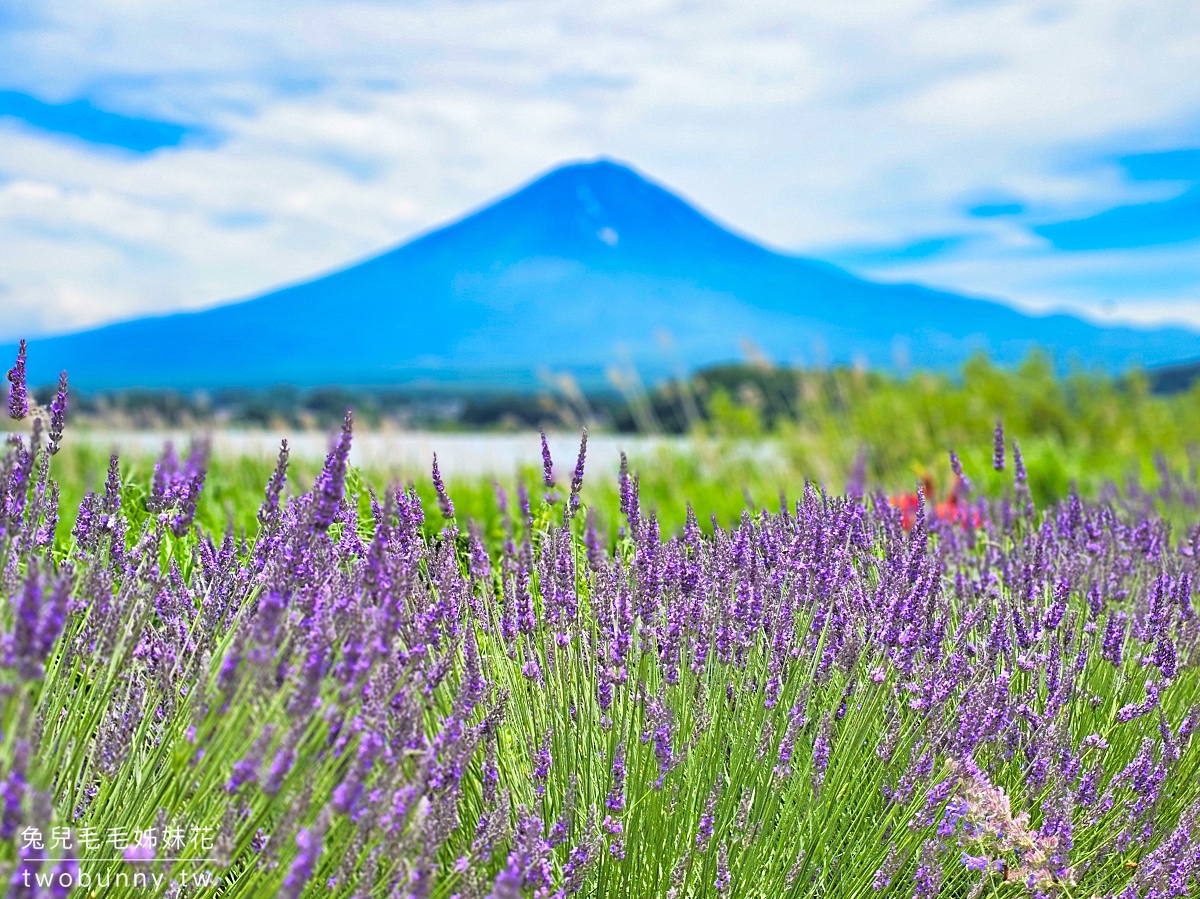 大石公園 河口湖自然生活館｜富士山美景搭配薰衣草、波波草太夢幻，還有無敵景觀咖啡廳 @兔兒毛毛姊妹花