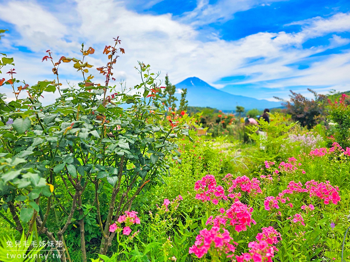 大石公園 河口湖自然生活館｜富士山美景搭配薰衣草、波波草太夢幻，還有無敵景觀咖啡廳 @兔兒毛毛姊妹花