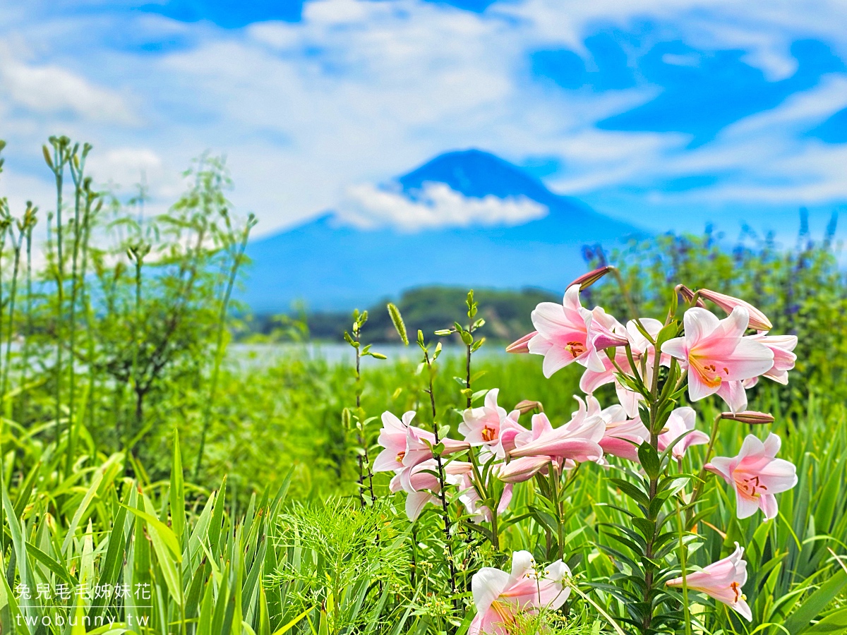 大石公園 河口湖自然生活館｜富士山美景搭配薰衣草、波波草太夢幻，還有無敵景觀咖啡廳 @兔兒毛毛姊妹花