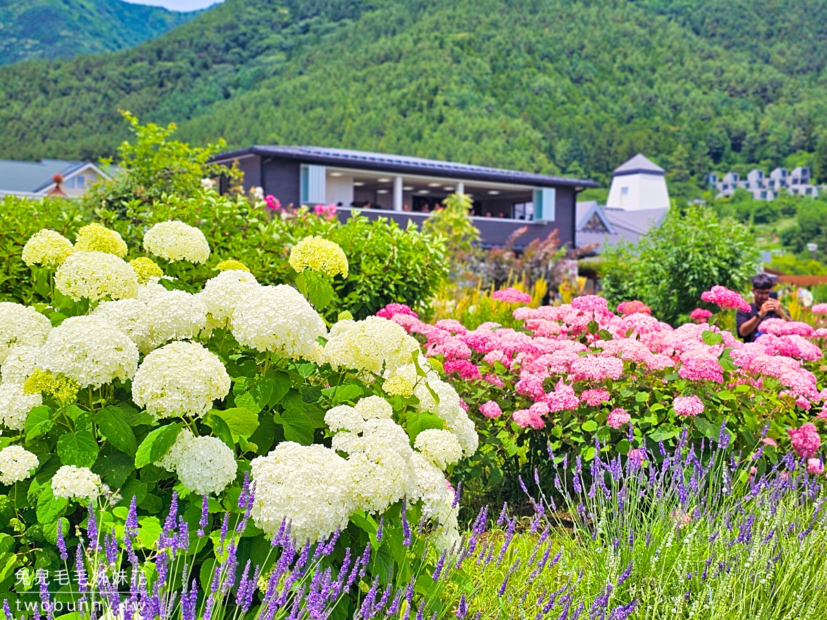 大石公園 河口湖自然生活館｜富士山美景搭配薰衣草、波波草太夢幻，還有無敵景觀咖啡廳 @兔兒毛毛姊妹花