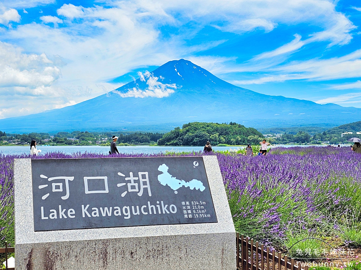 大石公園 河口湖自然生活館｜富士山美景搭配薰衣草、波波草太夢幻，還有無敵景觀咖啡廳 @兔兒毛毛姊妹花