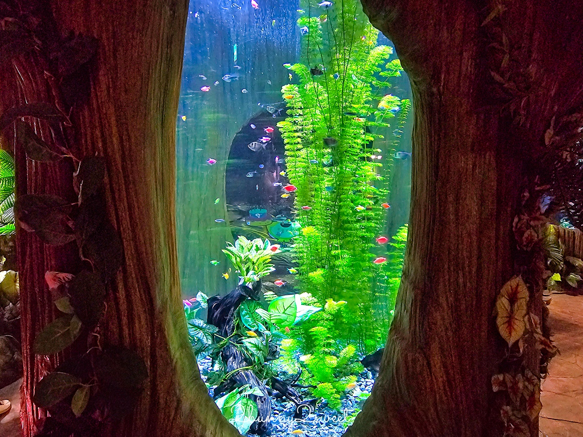 河內樂天世界水族館 Lotte World Aquarium Hanoi｜北越最新親子景點，吹冷氣探索海底世界 @兔兒毛毛姊妹花