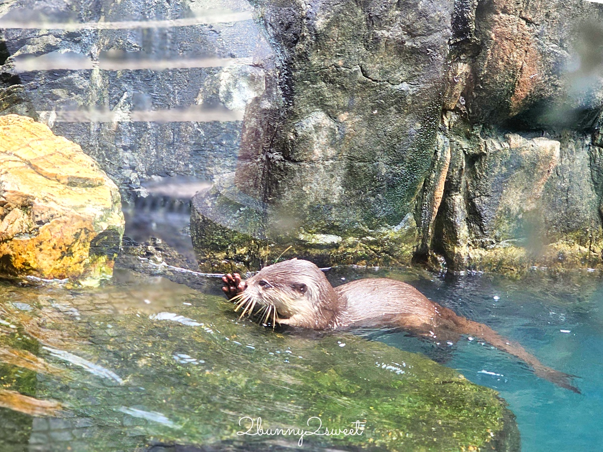 香港景點「香港海洋公園」結合動物園、水族館的無敵海景遊樂園，好玩度不輸香港迪士尼 @兔兒毛毛姊妹花