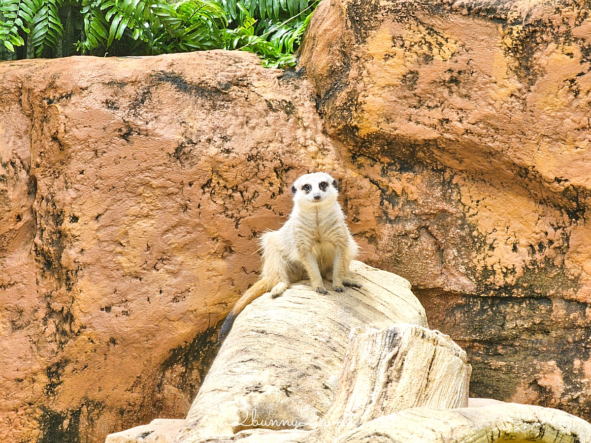 香港景點「香港海洋公園」結合動物園、水族館的無敵海景遊樂園，好玩度不輸香港迪士尼 @兔兒毛毛姊妹花