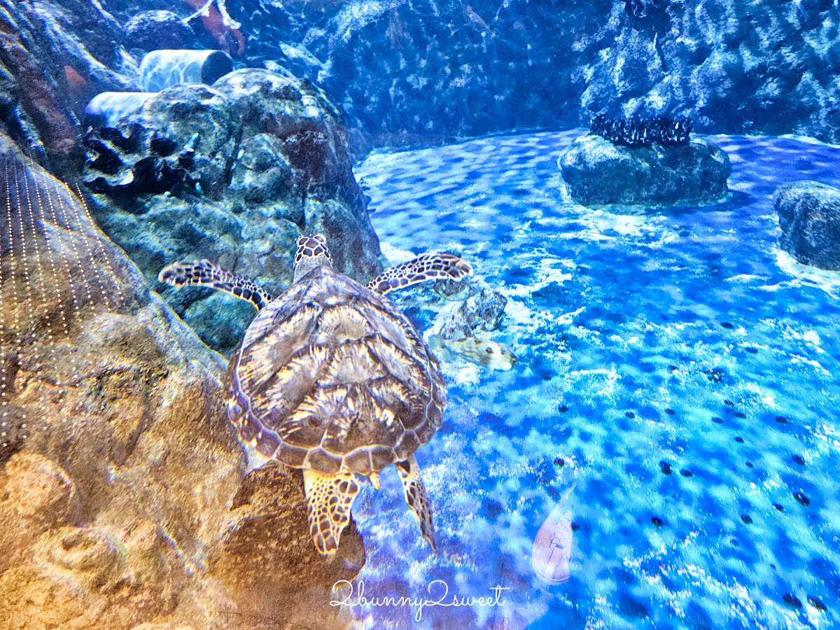 香港景點「香港海洋公園」結合動物園、水族館的無敵海景遊樂園，好玩度不輸香港迪士尼 @兔兒毛毛姊妹花