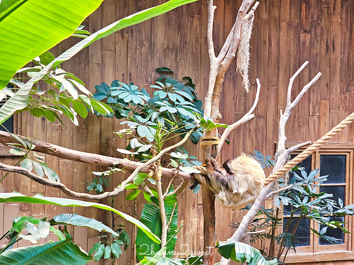 香港景點「香港海洋公園」結合動物園、水族館的無敵海景遊樂園，好玩度不輸香港迪士尼 @兔兒毛毛姊妹花