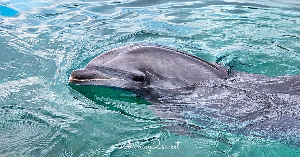 橫濱景點「橫濱八景島海島樂園」四座水族館＋14項遊樂設施～整座島就是一個海洋樂園 @兔兒毛毛姊妹花