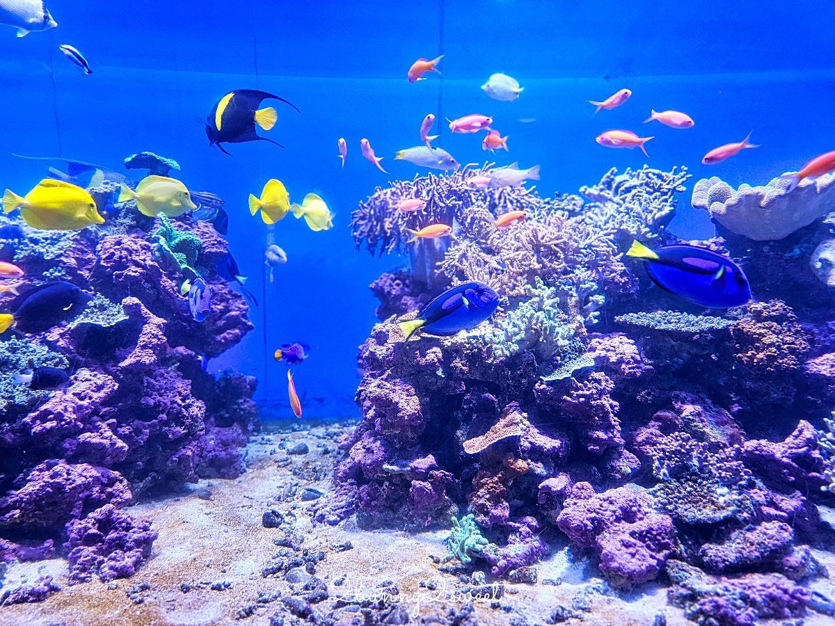 橫濱景點「橫濱八景島海島樂園」四座水族館＋14項遊樂設施～整座島就是一個海洋樂園 @兔兒毛毛姊妹花