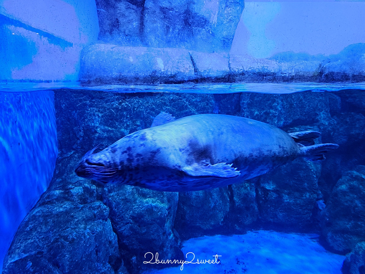 橫濱景點「橫濱八景島海島樂園」四座水族館＋14項遊樂設施～整座島就是一個海洋樂園 @兔兒毛毛姊妹花