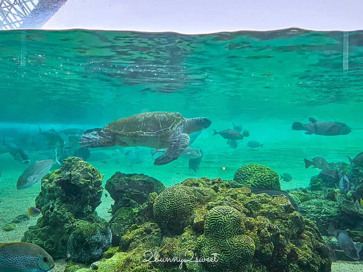 橫濱景點「橫濱八景島海島樂園」四座水族館＋14項遊樂設施～整座島就是一個海洋樂園 @兔兒毛毛姊妹花