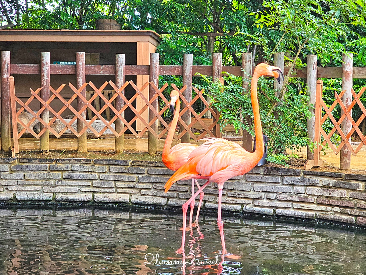 橫濱景點「橫濱八景島海島樂園」四座水族館＋14項遊樂設施～整座島就是一個海洋樂園 @兔兒毛毛姊妹花