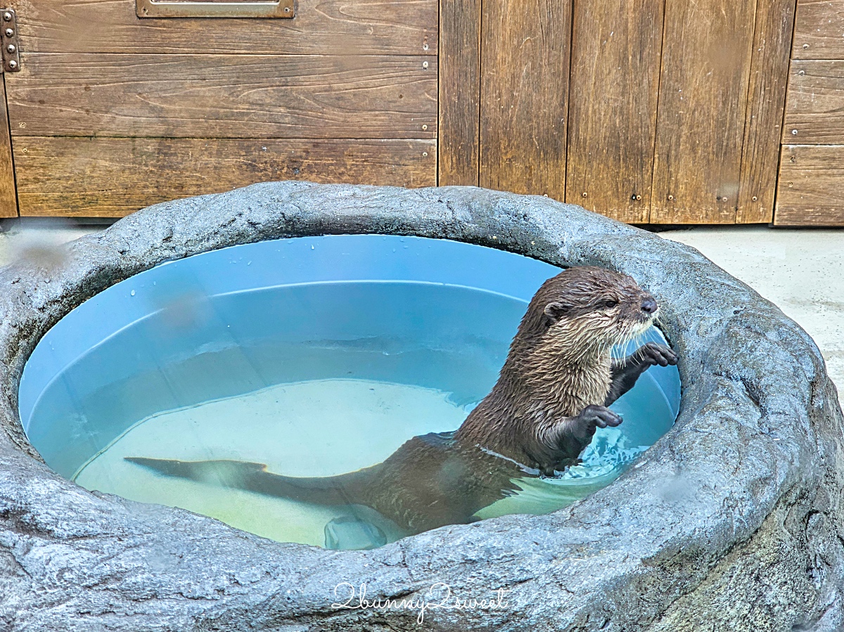 橫濱景點「橫濱八景島海島樂園」四座水族館＋14項遊樂設施～整座島就是一個海洋樂園 @兔兒毛毛姊妹花