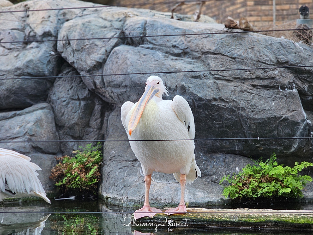 橫濱景點「橫濱八景島海島樂園」四座水族館＋14項遊樂設施～整座島就是一個海洋樂園 @兔兒毛毛姊妹花