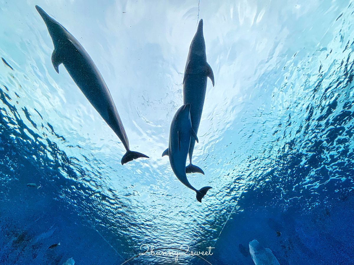 橫濱景點「橫濱八景島海島樂園」四座水族館＋14項遊樂設施～整座島就是一個海洋樂園 @兔兒毛毛姊妹花