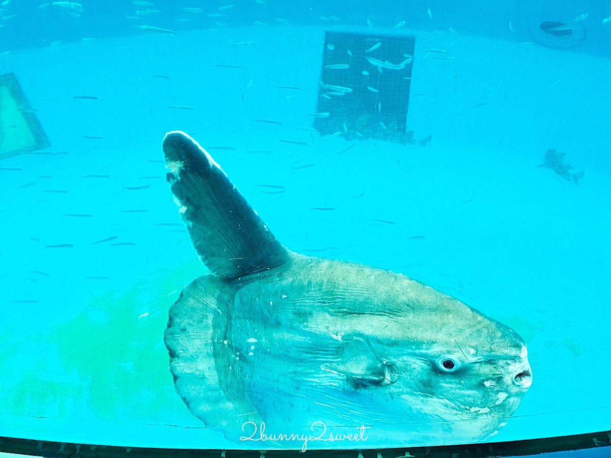 橫濱景點「橫濱八景島海島樂園」四座水族館＋14項遊樂設施～整座島就是一個海洋樂園 @兔兒毛毛姊妹花