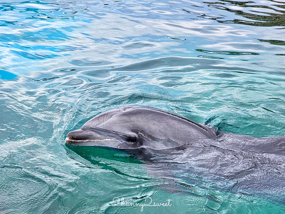 橫濱景點「橫濱八景島海島樂園」四座水族館＋14項遊樂設施～整座島就是一個海洋樂園 @兔兒毛毛姊妹花