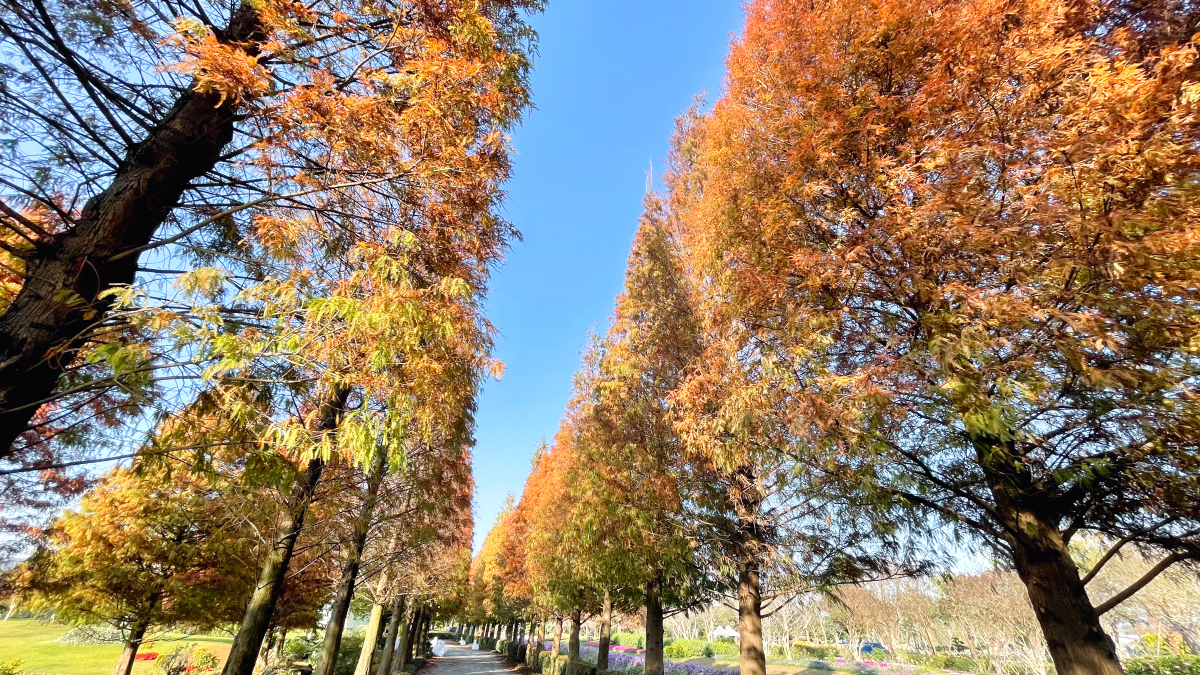 彰化景點「成美文化園」台版兼六園好美好好拍，落羽松大道超夢幻 @兔兒毛毛姊妹花