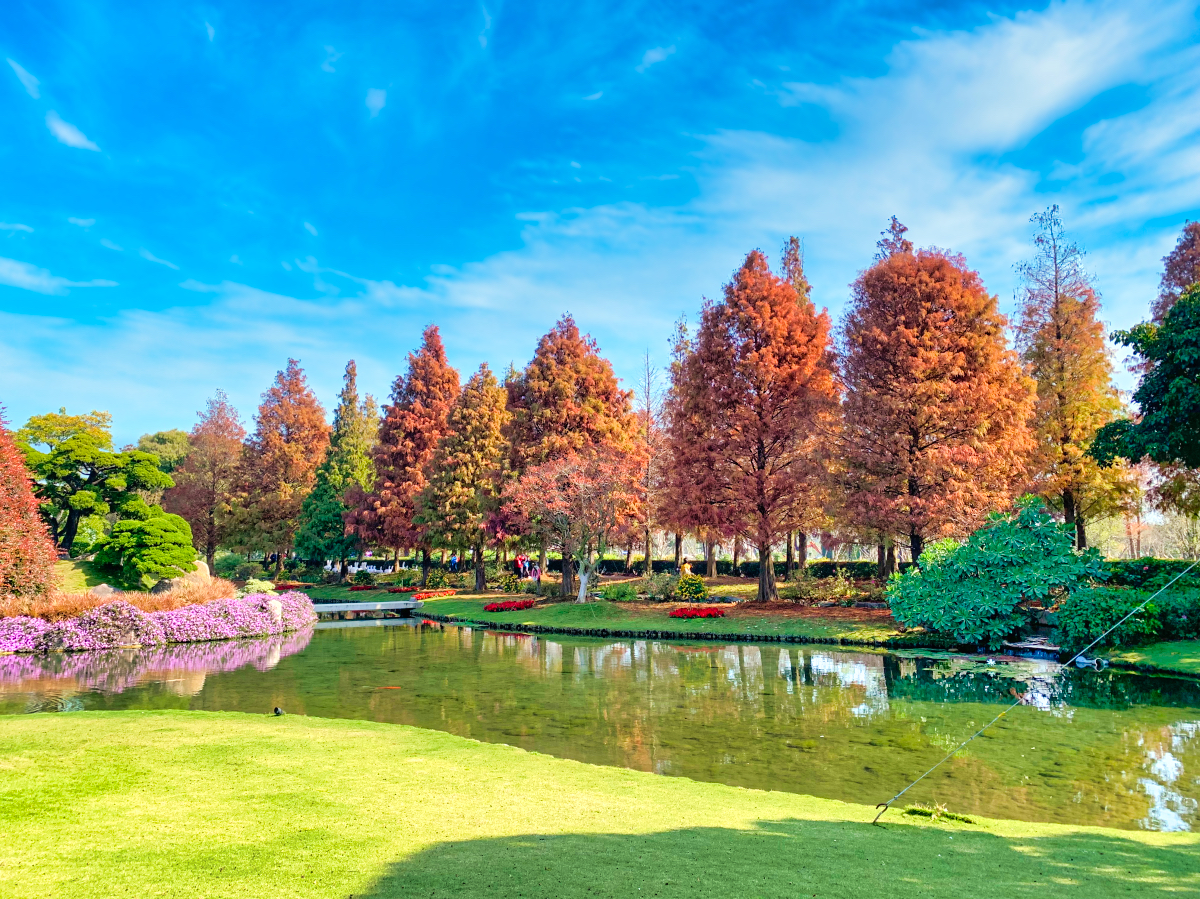 彰化景點「成美文化園」台版兼六園好美好好拍，落羽松大道超夢幻 @兔兒毛毛姊妹花