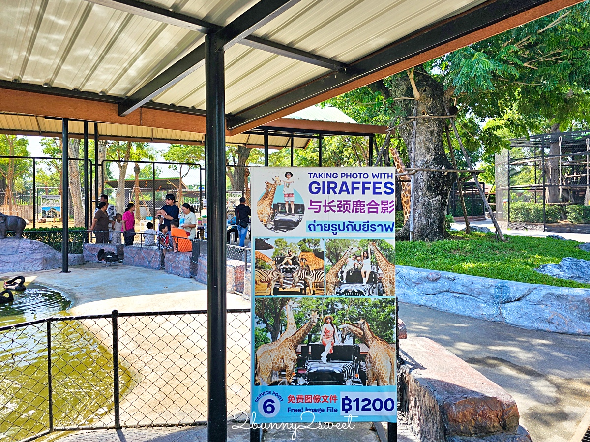 泰國大城景點「大城動物園」吉普車長頸鹿合照，還能牽獅子老虎的 Sriayuthaya Lion Park @兔兒毛毛姊妹花