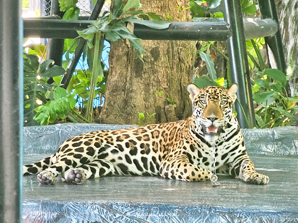 泰國大城景點「大城動物園」吉普車長頸鹿合照，還能牽獅子老虎的 Sriayuthaya Lion Park @兔兒毛毛姊妹花