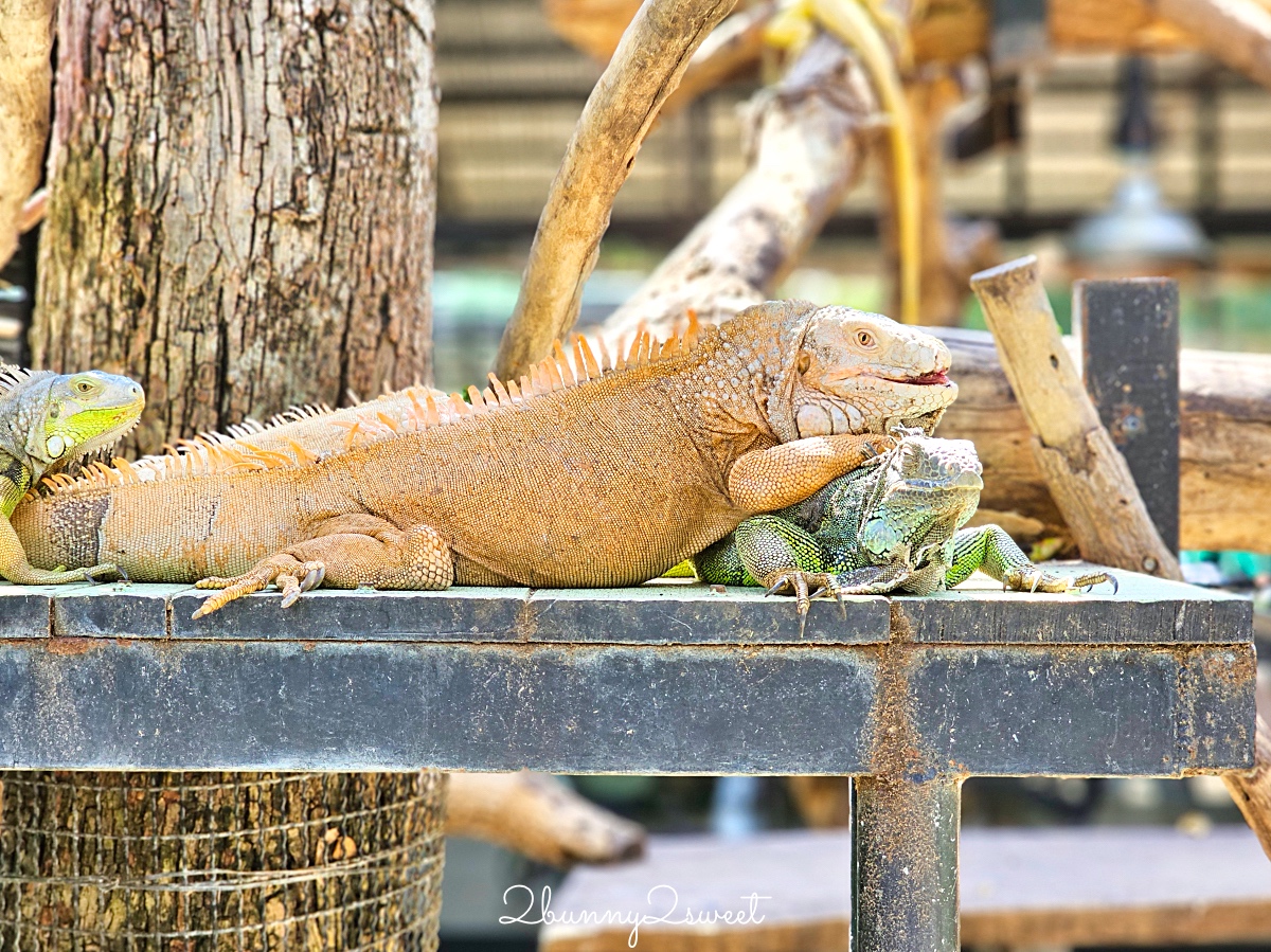 泰國大城景點「大城動物園」吉普車長頸鹿合照，還能牽獅子老虎的 Sriayuthaya Lion Park @兔兒毛毛姊妹花