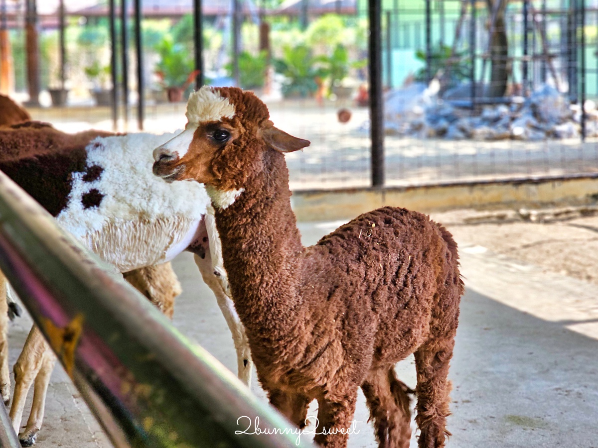 泰國大城景點「大城動物園」吉普車長頸鹿合照，還能牽獅子老虎的 Sriayuthaya Lion Park @兔兒毛毛姊妹花