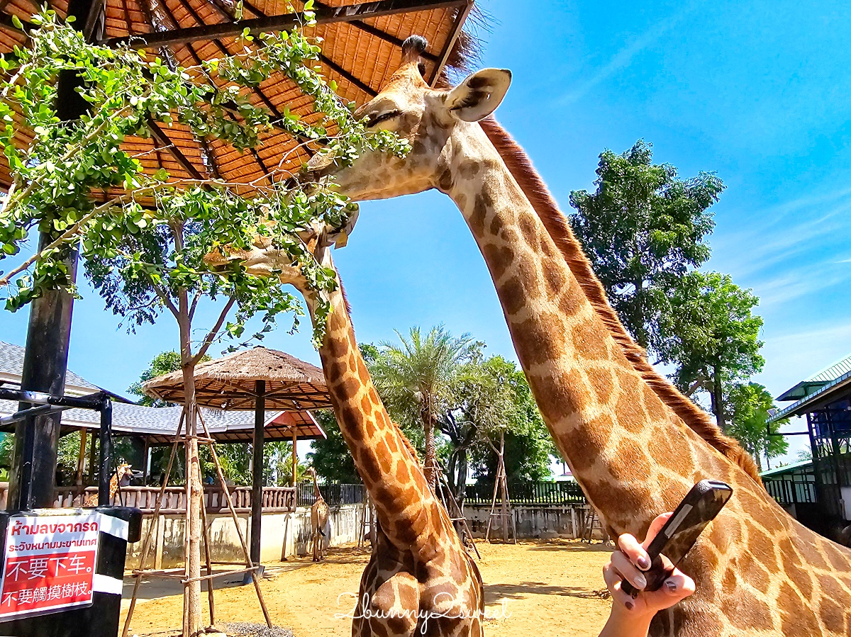 泰國大城景點「大城動物園」吉普車長頸鹿合照，還能牽獅子老虎的 Sriayuthaya Lion Park @兔兒毛毛姊妹花