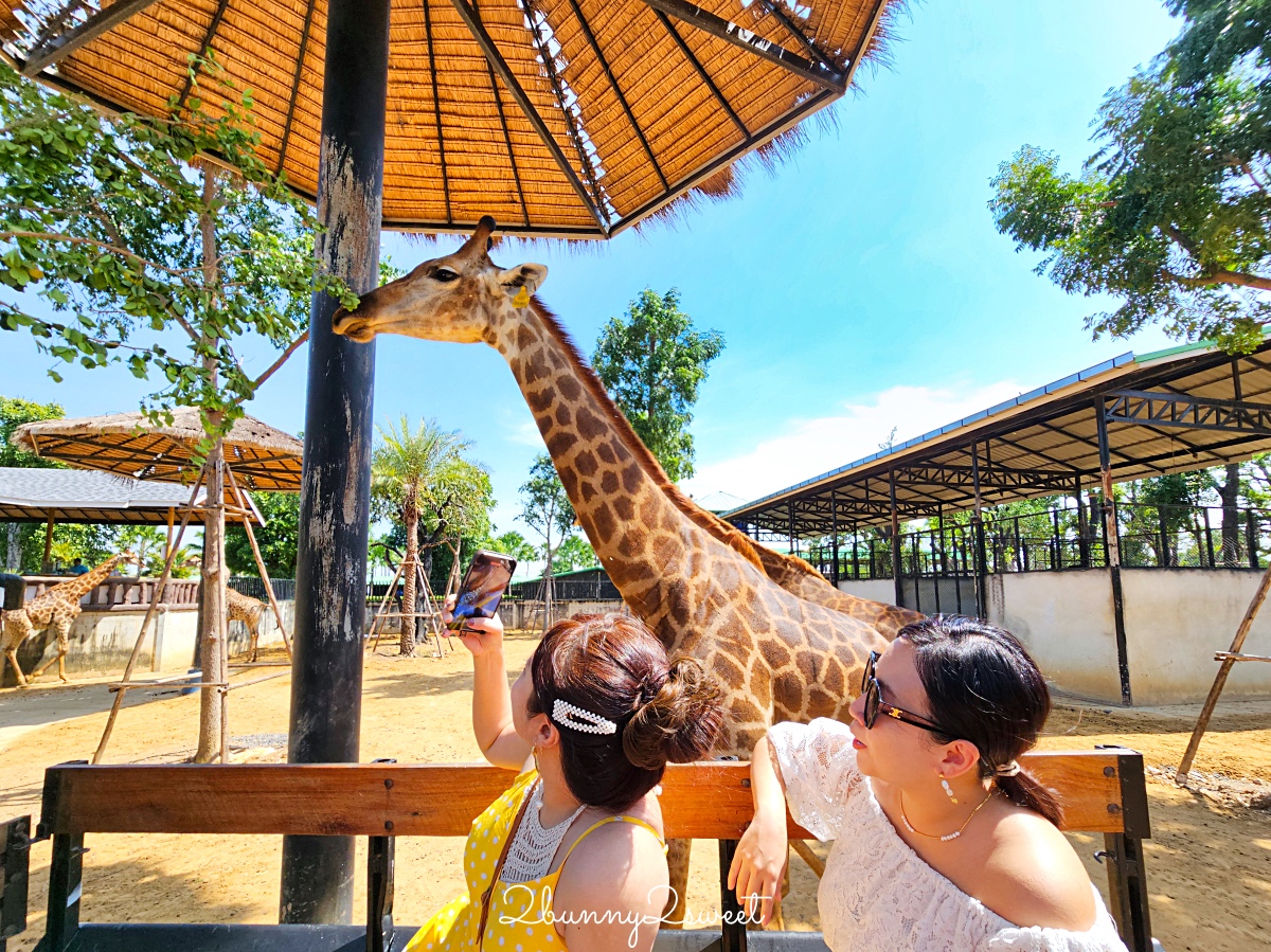 泰國大城景點「大城動物園」吉普車長頸鹿合照，還能牽獅子老虎的 Sriayuthaya Lion Park @兔兒毛毛姊妹花