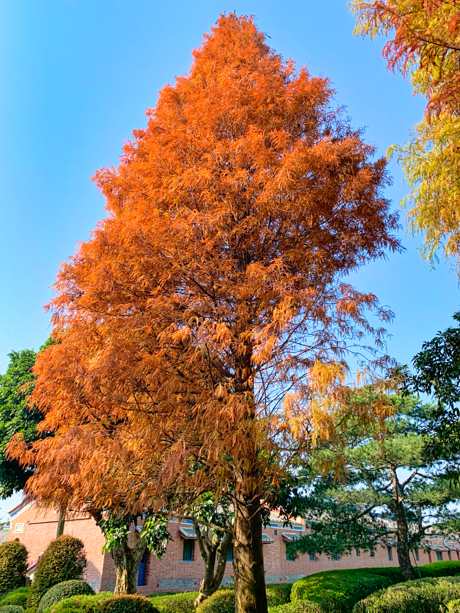 冬季限定!! 10 個必訪絕美「落羽松景點」推薦，落羽松大道、水上落羽松～漸層色夢幻森林 @兔兒毛毛姊妹花