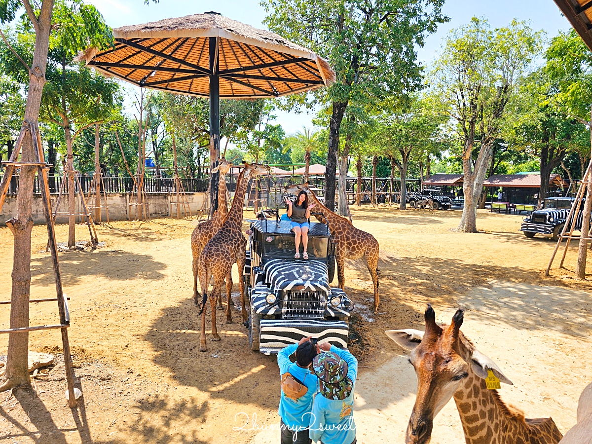 泰國大城景點「大城動物園」吉普車長頸鹿合照，還能牽獅子老虎的 Sriayuthaya Lion Park @兔兒毛毛姊妹花