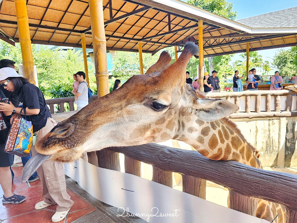 泰國大城景點「大城動物園」吉普車長頸鹿合照，還能牽獅子老虎的 Sriayuthaya Lion Park @兔兒毛毛姊妹花