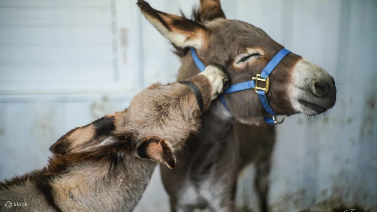 【宜蘭動物農場】超過20個宜蘭餵動物好地方，來和可愛動物親密互動吧 @兔兒毛毛姊妹花