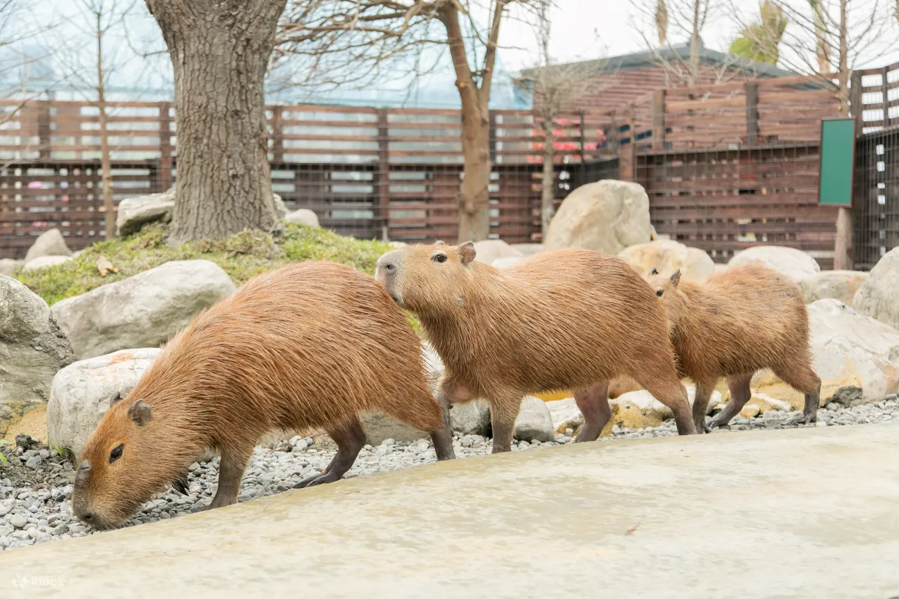 【宜蘭動物農場】超過20個宜蘭餵動物好地方，來和可愛動物親密互動吧 @兔兒毛毛姊妹花
