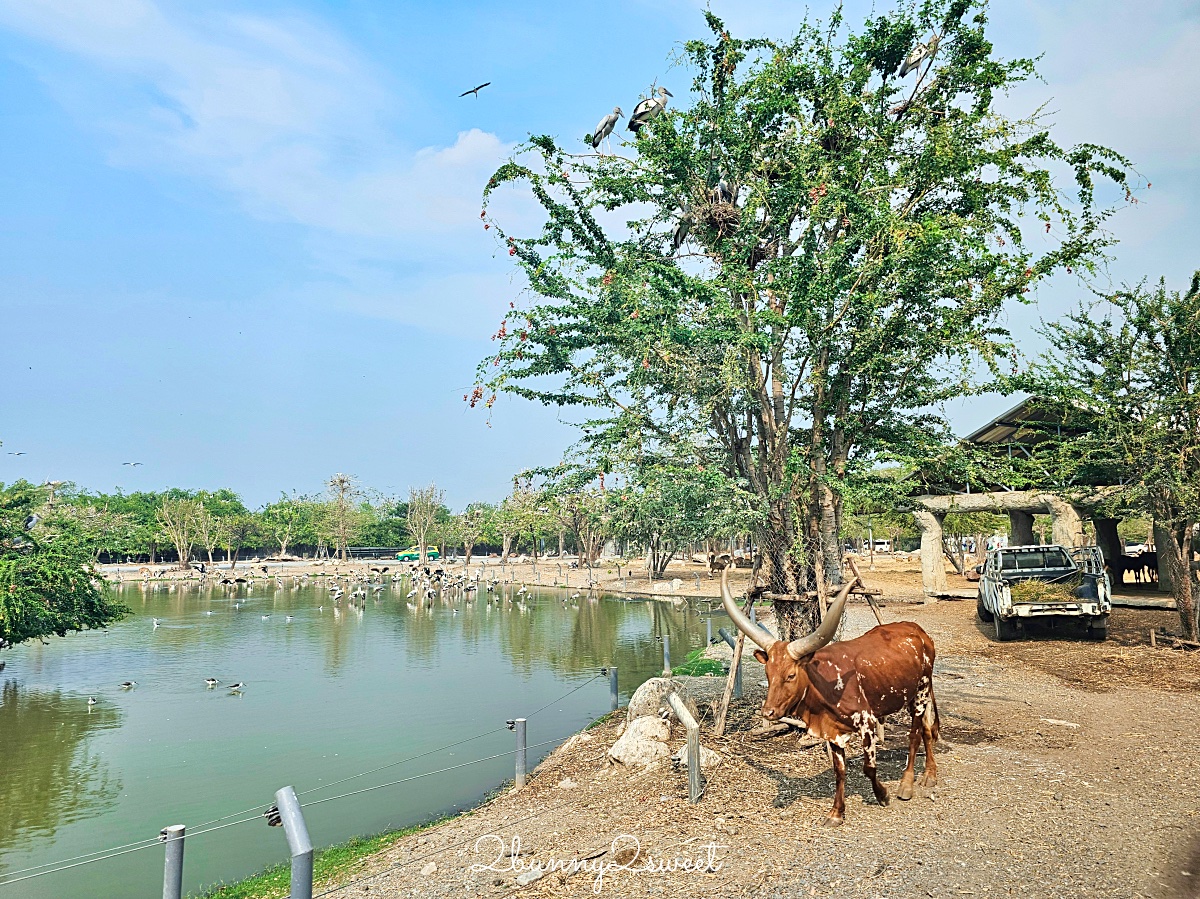 「曼谷野生動物園一日遊」曼谷包車推薦萊旅遊，坐在豪華按摩沙發看動物太享受 @兔兒毛毛姊妹花